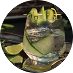 GINS